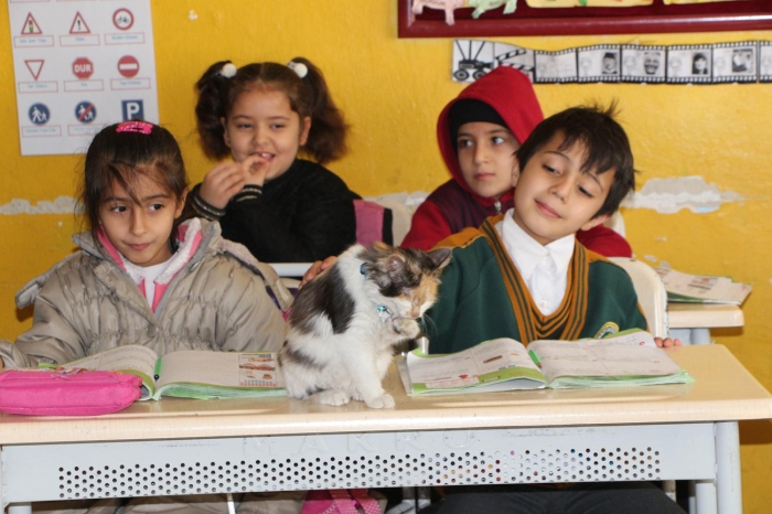 Kaden, 'Sevgi' ismini verdii kediye kafes ve mama alarak beslemeye balad. 