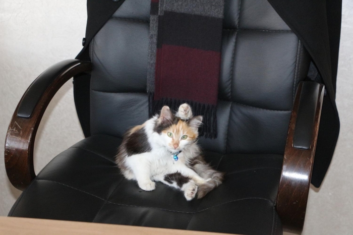 Tüyleri yumuak kediyle oynanmaktan çok holandklarn anlatan örenciler ise hayvanlarn insanlarn dostu olduunu ifade etti.