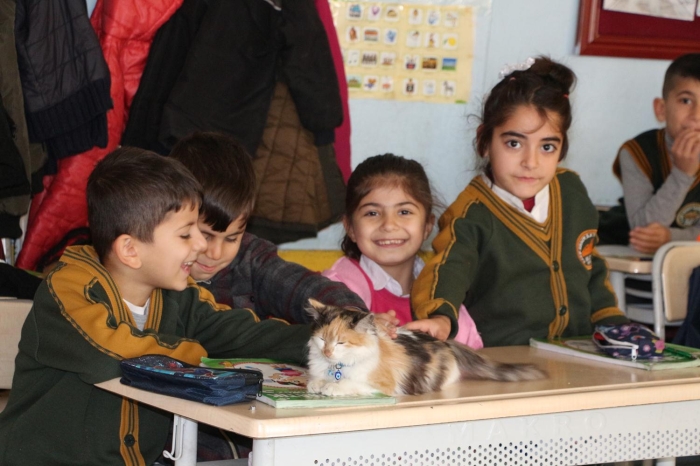 Örencilere hayvan sevgisinin alanmas için de 'Sevgi' okulda baklmaya baland. Zaman zaman snflara giren kedi, ksa sürede okulda ilgi oda haline geldi. 