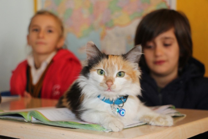Örencilerin ilgi gösterip besledii kedi, okulun maskotu oldu.