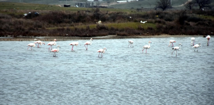 Trakya Üniversitesi Biyoloji  Bölümü Dr. Ö�retim Üyesi Mustafa Kaya, "Gala Gölü Milli Park� Türkiye'nin Avrupa, Asya ve Afrika k�talar� aras�nda ku� göç yollar� üzerinde köprü görevi yapmaktad�r. 