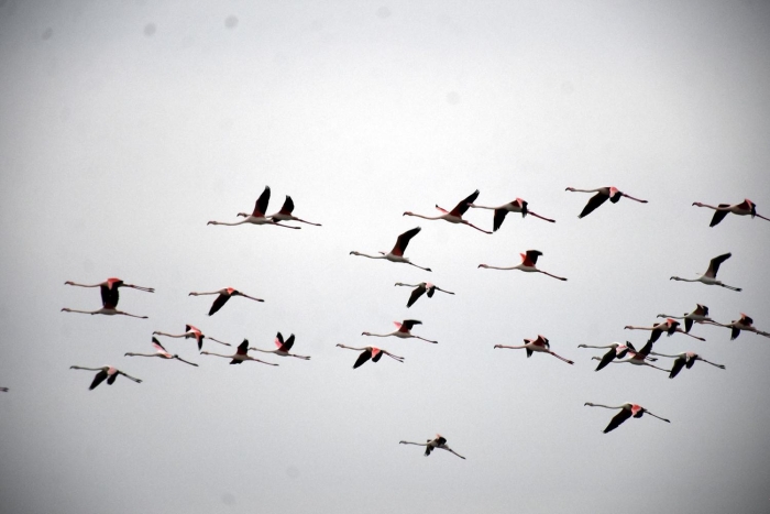 Yakla��k 10 bin kadar oldu�u tahmin edilen flamingolar, bölgenin en kalabal�k göçmen ku�u olma özelli�ini ta��yor.