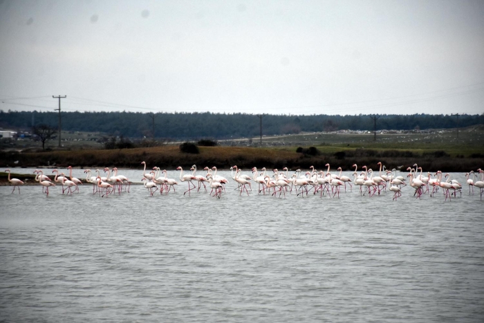 Bunlar�n en kalabal�k olanlar�ndan biri flamingolar. 