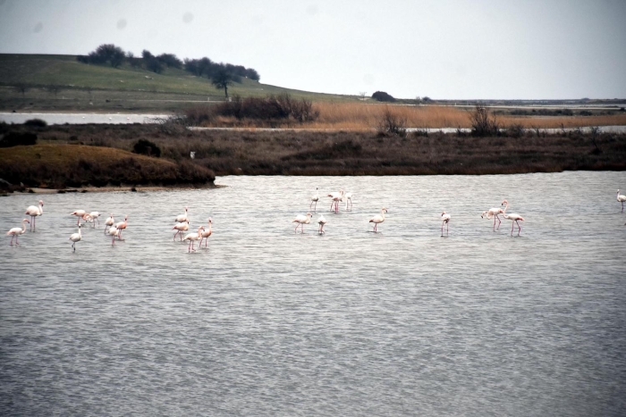 Bu alanda yakla��k 217 ku� türü bulunmaktad�r. 