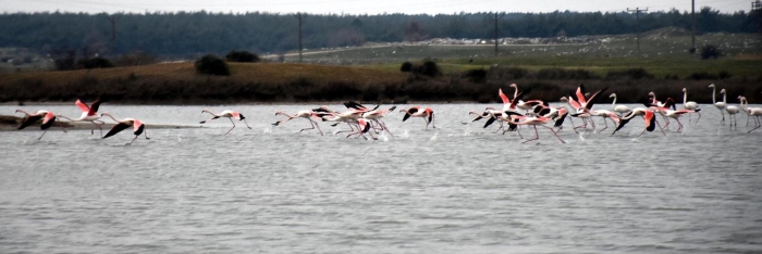 Flamingolar, yakla��k 6 ay kald�ktan sonra havalar�n �s�nmas�yla göç ediyor. 