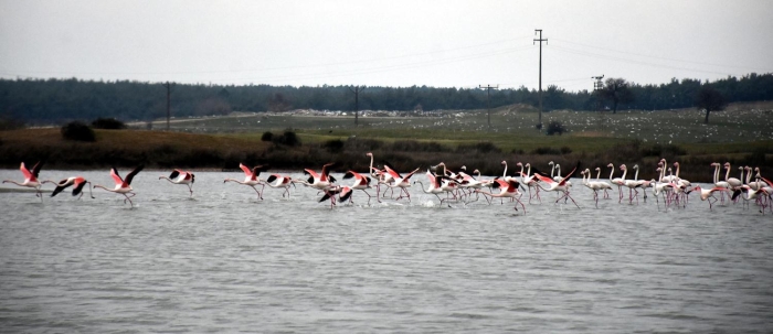 Meriç Deltas�'nda çeltik tarlalar�n�n su ku�lar�n�n önemli beslenme alanlar�ndan biri oldu�unu söyleyebiliriz.
