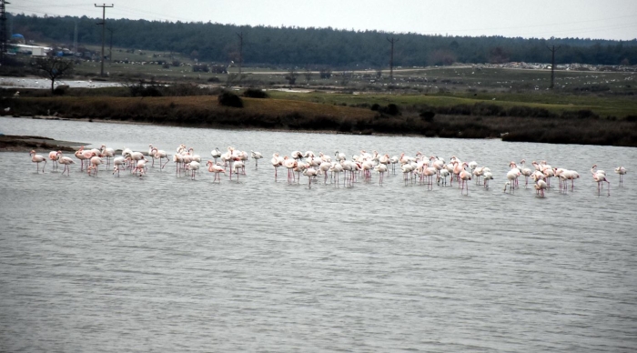 Flamingolar, yakla��k 6 ay kald�ktan sonra havalar�n �s�nmas�yla göç ediyor. 