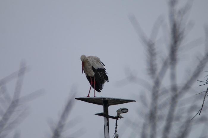 Vatandalardan Mehmet Ate, AA muhabirine yapt açklamada, "Sabah kalktmzda kentin kar altnda kaldn gördük. Idr'n simgesi olan leylekler de kar altnda kald. Yaan kar onlar da etkiledi." dedi.  