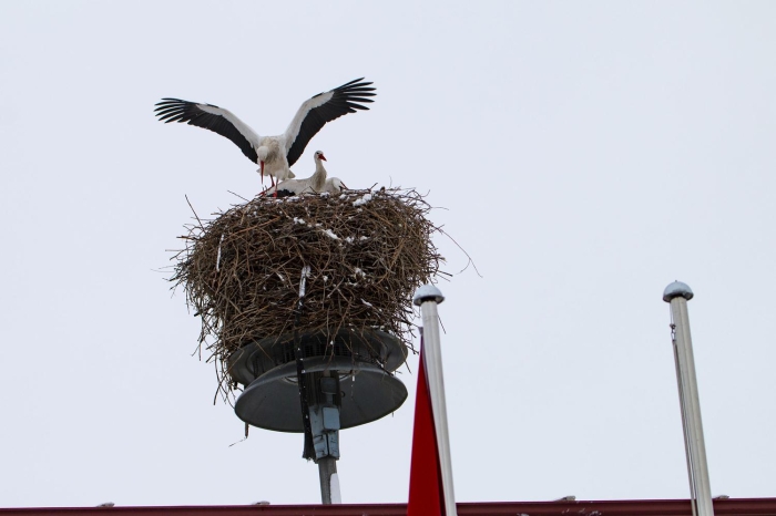 Muhittin Akku da Idr'da bu yl k mevsiminin çok souk geçmediini, yaknda havann snacan tahmin ettiklerini belirterek, kar yann leyleklere zarar vereceini düünmediini dile getirdi.  