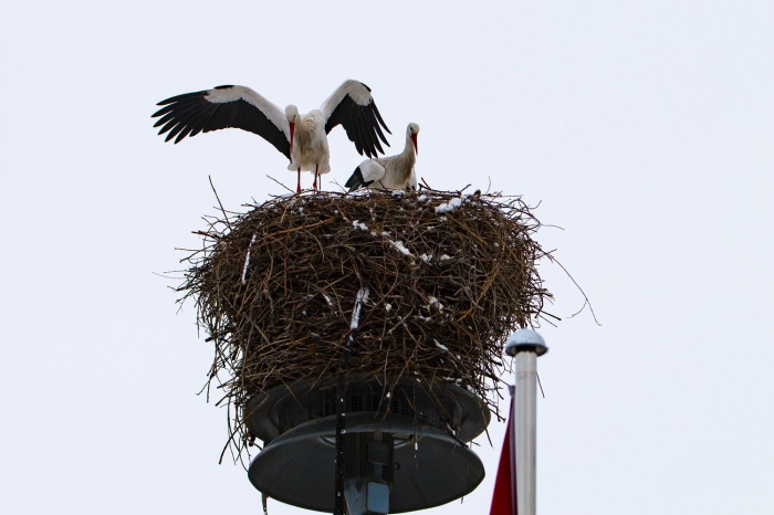 Anszn bastran kar ya nedeniyle yuvalarndan ayrlamayan leylekler, yan dinmesini bekledi.  