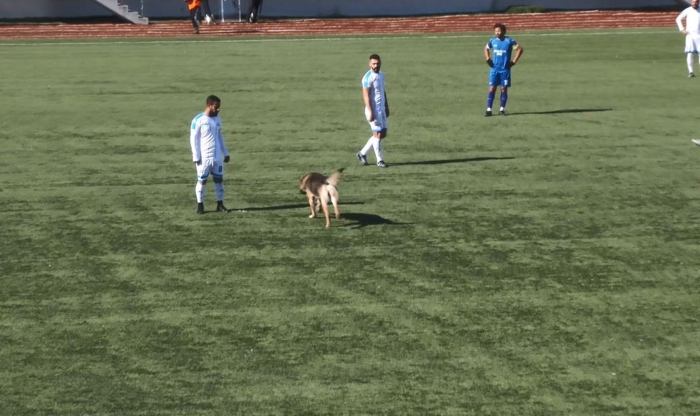  Maç�n hakemi köpe�in sahaya gelmesiyle maça ara vererek, köpe�in ç�kar�lmas�n� istedi. Bu s�rada Dersimsporlu 2 futbolcu köpe�i kucaklayarak saha d���na ç�karmak isterken, futbolcular köpe�in tepkisiyle kar��la�t�. 
