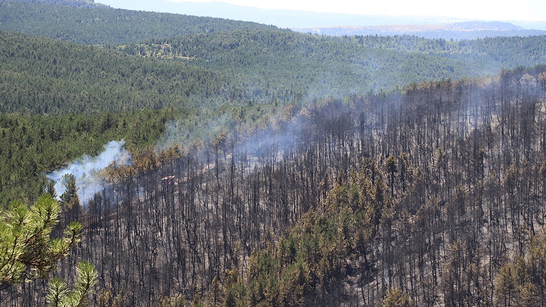 Doal yaam alanlarnn canl trlerinin uyum salamasndan daha hzl bir ekilde deimesiyle birlikte baz bitki ve hayvan trlerinin yok olaca tahmin ediliyor.