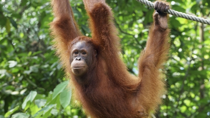 Orangutan