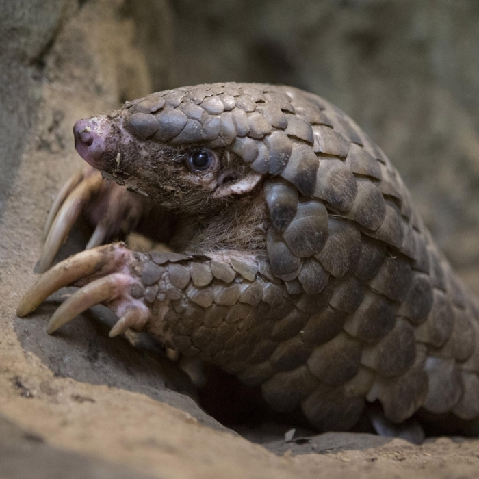 Pangolin