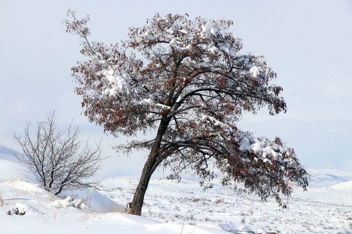 Peribacalar kar ya sonras masals grntler oluturdu.