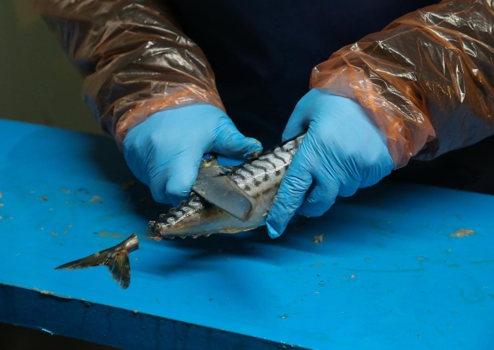 Balk dnerde genellikle somon ve uskumru tercih ediliyor. Sfrn altnda 18 derecede muhafaza edilen balklar, zlme ilemi iin 4 derecede yaklak 8 saat bekletiliyor. Daha sonra balklarn kafa, kuyruk ve klk ksm kesiliyor ve temizlii yaplyor. Ardndan kadnlar tarafndan klklar tek tek ayklanan balklar yeniden ykama ilemine tabi tutuluyor. Firmaya zg ve ieresinde baharat bulunan organik tozla marine edilen balklar daha sonra tek tek dner iine geiriliyor.