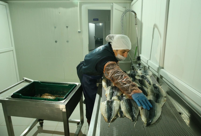 lk olarak stanbul'da butik olarak balk dner retimine balayan 'Tek Balk Dner' adl firmann yetkilileri, yaklak 4 yllk aratrma ve gelitirme almasnn ardndan seri retim karar ald. 