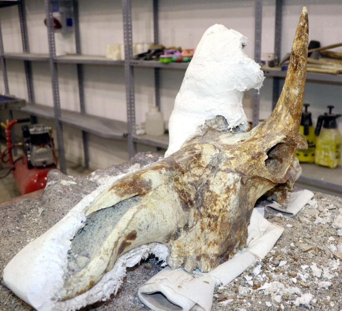 'Tahan blgesinde yaptmz kazlarda zrafaya ait kafatasn bulduk. Kafatasna zarar gelmemesi iin al ceket yntemi uyguladk. Fosili laboratuvar ortamna getirdik. Kafatasnn 7,5 milyon yllk olmasna ramen korunma durumu ok iyi. Kafatasnda herhangi noksanlk ve krklk yok. 25 gndr zrafa kafatasnn konservasyon ilerini yapyoruz. Fosilin tanmlanmas, incelenmesi laboratuvar ortamnda yaplyor' dedi. te yandan, fosilin 2 ay iinde temizlenerek Paleontoloji ve Fosil Mzesi'nde sergilenecei bildirildi.