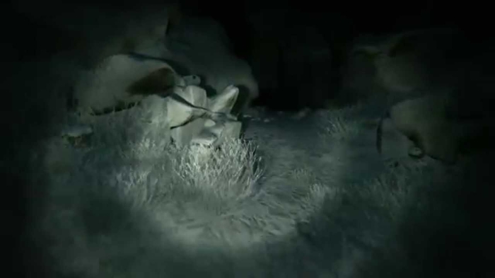                                                                 2. Grubun 50 kilometre uzandaki dier kayaklar olay gecesinde kuzeyde garip turuncu kreler grdklerini rapor ettiler. Bu tip raporlar 1959 ylnda Ocak ayndan Mart ayna kadar alnd. Fakat bunlarn sonra R-7 Semyorka roket testi olduu teyit edildi.                                                       