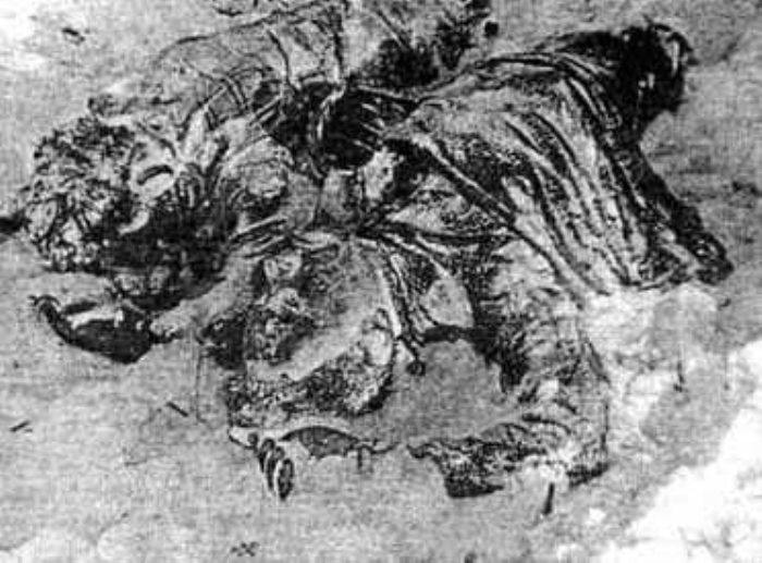                                                                 Demek ki olaydan sonra aacn tepesine karak etrafa ya da bir eylere bakmlard. Bir ksm dal krklar kar zerinde dank olarak bulundu.                                                       