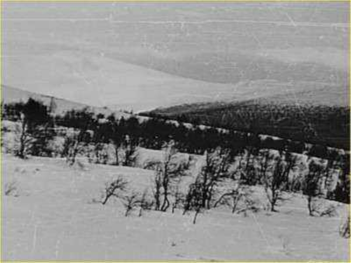                                                                 Kampta ve civarda 9 dacdan baka kimse yoktu. Ayak izleri, dan eteindeki ormana doru gidiyor ancak 500 metre sonra aniden yok oluyordu. Sharavin, ilk iki cesedi ormann snrnda bir am aacnn altnda buldu.                                                       