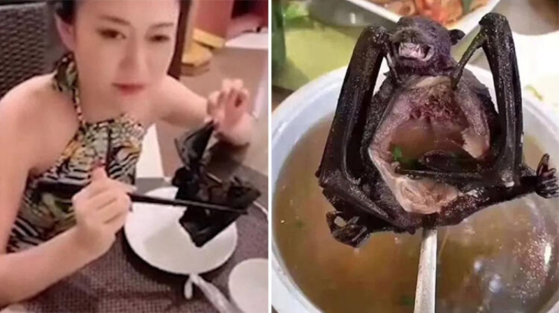                                                                 Daszak taraf�ndan Nature dergisinde 2017'de yay�nlanan ara�t�rmaya g�re, yarasalar 'zoonotik enfeksiyonlar' olarak adland�r�lan ve insanlar� enfekte etme olas�l��� y�skek olan vir�sleri ta��yor.                                                      