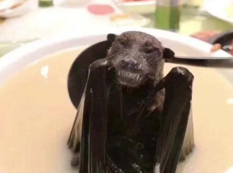                                                                 Yarasalar geleneksel olarak Kuzey Sulawesi'den Minahasan halk� taraf�ndan Paniki ad� verilen bir yemek �eklinde t�ketiliyor.                                                      