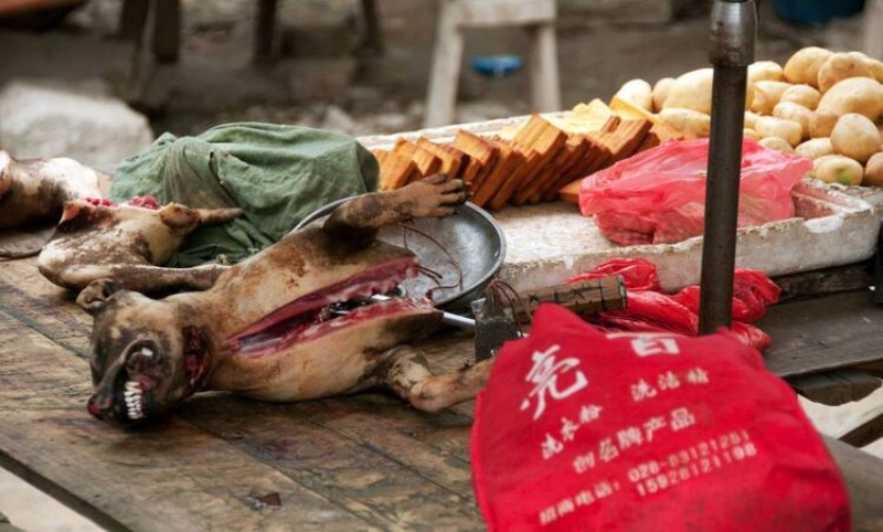                                                                 Sat�c�lar, salg�n ba�lad�ktan sonra pazar�n dezenfekte edilmesi i�in kapat�l�ncaya kadar 'yaban hayat�' ticaretinin ger�ekle�ti�ini s�yl�yor.                                                      