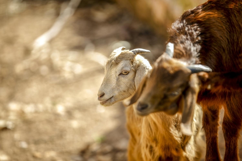 lke genelinde souk ve karl hava etkisi gsterirken, scakln 18 dereceye kadar ulat Antalya'da imen ve aan iekler arasnda olaklar grenlerin dikkatini ekiyor.