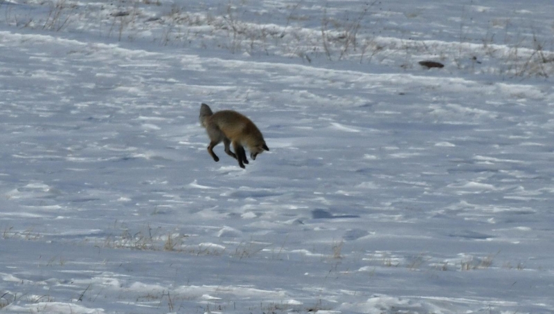 Sarkam ilesinde de Alisofu kynn karla kapl tarlalarnda yiyecek bulmaya alan tilkilerin ilgin grntleri kaydedildi.  