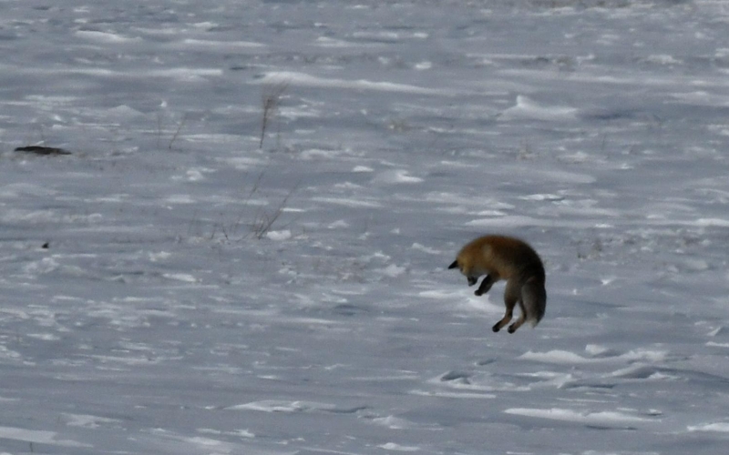 Gneli havann kendini gstermesiyle Kars-Selim kara yolu yaknndaki blgelerde karla kapl tarlalarda havaya srayp kara girerek kar altndaki fareleri avlamaya alan tilkilerin abas objektiflere takld.  