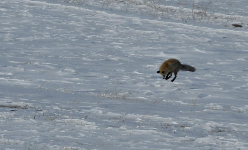 Kar kalnlnn yer yer bir metreye ulat ve hava scaklnn sfrn altnda 31 dereceye kadar dt Kars'ta, kar yann ardndan tilkiler yiyecek bulmakta zorluk ekti.  
