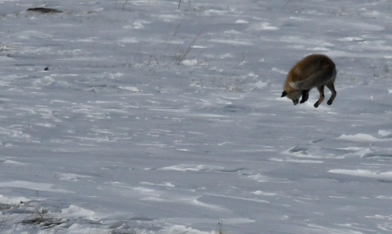 Tilkiler, yaklak 30 santimetrelik karn altndaki fareleri avlamak iin byk aba sarf etti.  