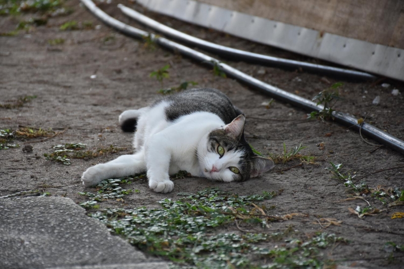 George Town ayn zamanda Hint gmenlerin oluturduu Malezya'ya has kltrel unsurlar barndryor. Bunlardan en mehuru, 17. yzylda Penang eyaletine g eden Hint Mslmanlarn rettii 'nasi kandar' yemei olarak biliniyor.  lk olarak srtta tanan kfelerle seyyar satlan, daha sonra ok beenilmesi zerine restoran olarak devam eden nasi kandar, gastronomi uzmanlar tarafndan Hint ve Malay lezzetlerinin karm olarak tanmlanyor.