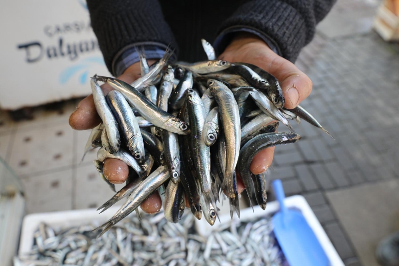 Havalarn iyi olduu zamanlarda srekli avclk da olacan dile getiren Karaka, 'Her gn avclk olduu zaman tezgahlarda balk fiyatlar aa dyor. Havann iyi olmas, zellikle trol avclnda fiyatlarn aada olmasn salayacaktr.' dedi.