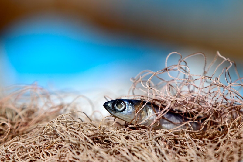 Trol avclnda ok kt bir dnem geirmediklerini ancak ky balkl anlamnda skntl bir sre yaadklarn anlatan Karaka, unlar kaydetti: