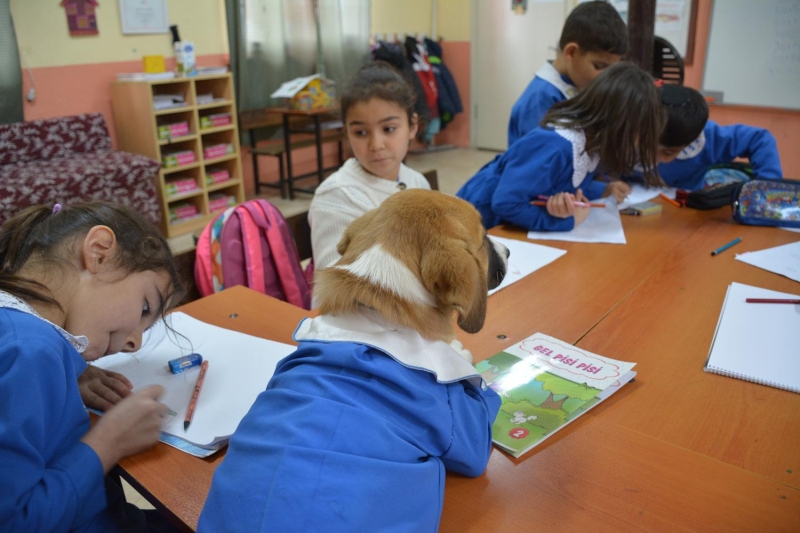 'Okul k eve doru giderken yavru kpein byk kpekler tarafndan sktrldn grdk. nce onu korumaya aldk. Sonra Milli Eitim Bakanmz Ziya Seluk'un 'Mfredattaki kitaplara istediiniz kadar hayvan sevgisi ile ilgili paragraf koyun. Hibir ey bir kpek sevgisi, bir ocuun okula geldiinde kpee gnaydn demesinin yerini alamayacaktr' paylam aklmza geldi. Ondan esinlenerek kpeimizi okula getirdik. Ondan itibaren ocuklarda inanlmaz derecede deiimler fark ettik. ocuklar kpei besleyerek sorumluluk sahibi oldular. Okula devam etmeye baladlar. Birbirlerine zorbalk yapmamaya baladlar. Kpein hikayesini de biliyorlard. Hatta teneffslerde darda kpein dn grp, ieriye alarak sobann yannda styorlar' dedi.