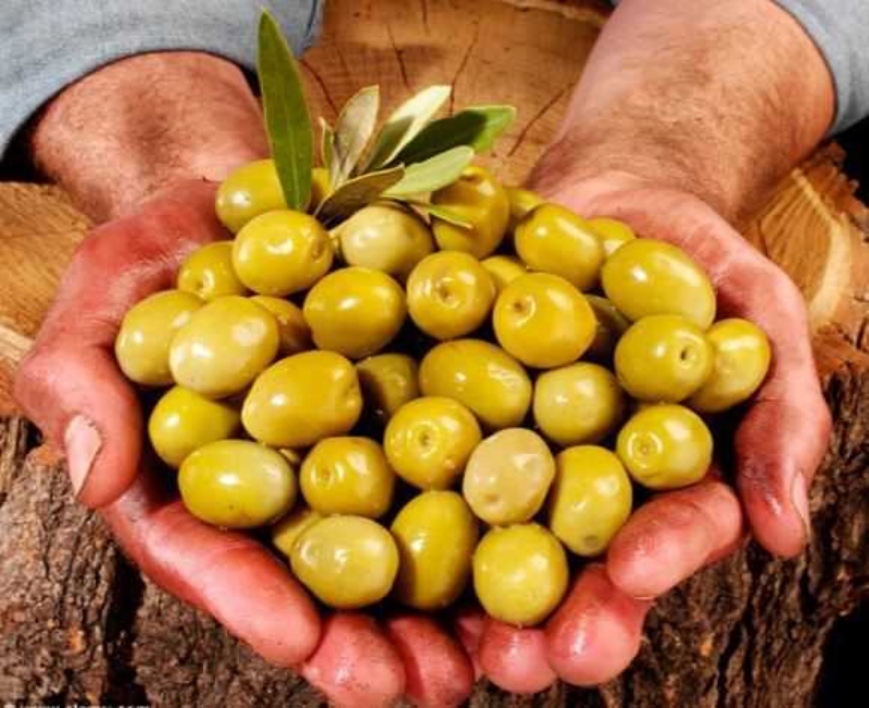  Zeytin, ayn zamanda olduka faydal bir besindir. Zeytinin ierisinde sala faydal ve zararl etkilere kar vcudumuzu koruyacak birok besin maddesi bulunmaktadr. 