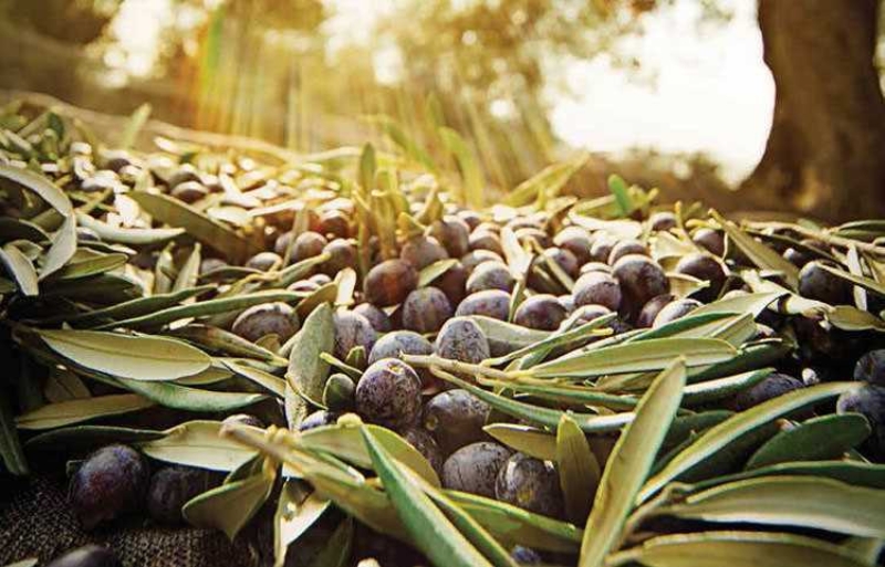  Zeytinin znde bulunan aroma, bunun gibi bir ilev stlenerek, tok hissetmemizi salar. Bu sayede gnlk 200 kalori civarnda daha az kalori tketmi oluruz. Bu miktar kilo vermeye alan insanlar iin olduka iyi bir saydr. 