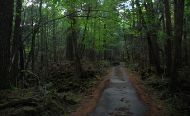  ntihar ve kayp vakalarnn ok grld ormanda ruhlarn dolat efsanesi de yaygn bir inan.  