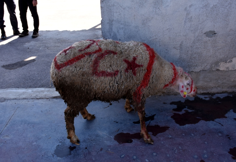 AK Parti Aksaray �l Ba�kanl���nca, Suriye'nin �dlib kentinde rejim g��lerinin hava sald�r�s�nda �ehit olan askerler ile Bahar Kalkan� Harekat�'nda g�rev alan Mehmet�ik i�in kurbanlar kesildi. 