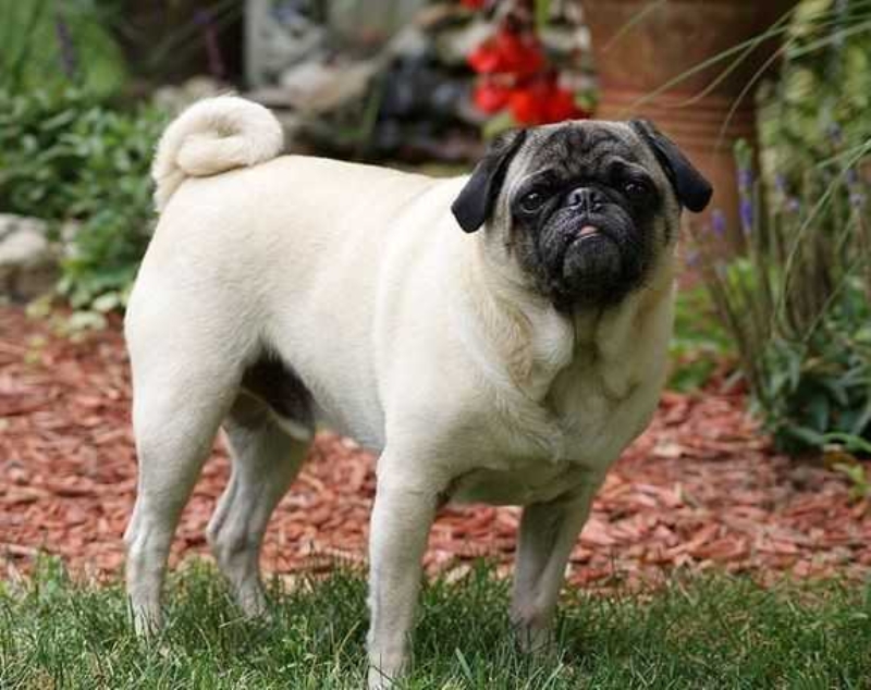 8. Kpeiniz ok kokuyorsa onu di macunu ile ykayabilirsiniz.