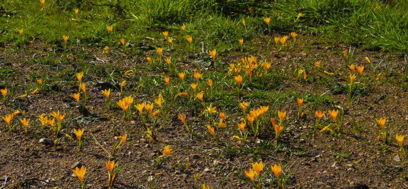 - Ad�na �iir festivali d�zenleniyor  