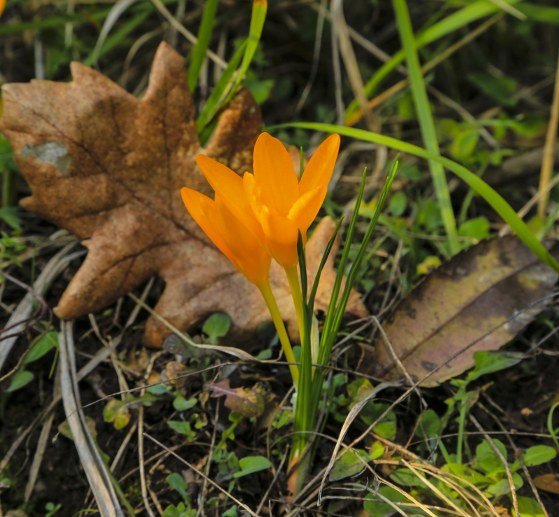 Sultanbeyli Belediyesi taraf�ndan her y�l �stanbulensis �i�e�inin ismini ta��yan uluslararas� �iir festivali d�zenleniyor.  Festival i�in her y�l yeni bir tema se�iliyor. Ge�en y�l yedincisi d�zenlenen �iir festivalinin temas� 'Balkan Esintisi' oldu. Festival kapsam�nda Yunanistan, Bulgaristan, Arnavutluk, Bosna Hersek, Romanya, S�rbistan, Kosova, H�rvatistan, Kuzey Makedonya ve Karada�'dan olu�an 10 balkan �lkesinin �airleri �stanbul'da �iirseverlerle bulu�tu.