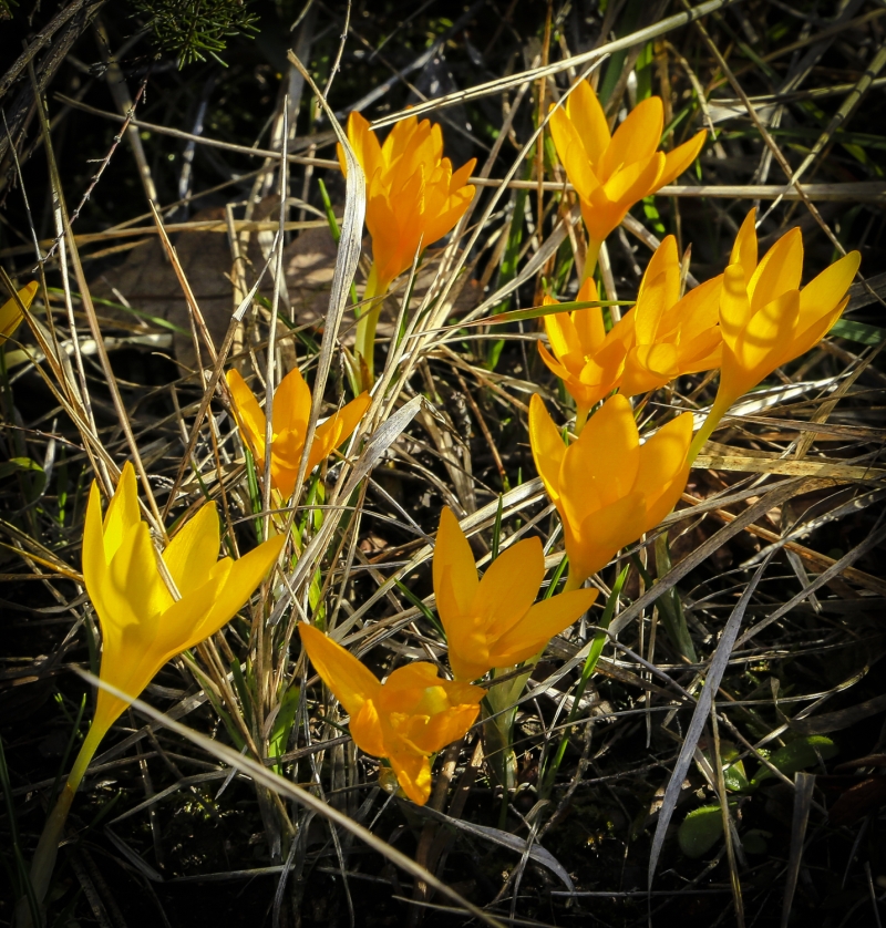 Bu ender bitki t�r�n� korumak i�in �stanbul �niversitesi Eczac�l�k Fak�ltesi ile Sultanbeyli Belediyesi taraf�ndan 2012'den bu yana �al��malar y�r�t�l�yor.  �al��malar kapsam�nda �i�e�in yeti�ti�i araziden toplanan numuneler saks�lara ekilerek �retim s�recine al�n�yor. Uzmanlar taraf�ndan takip edilen bu �retim s�recinde olu�an her yeni �i�ek so�an�ndan al�nan tohumlar daha sonra Aydos Orman�'ndaki uygun ya�am alanlar�na ekilerek bitkinin korunmas� sa�lan�yor.  �l�enin sembol� haline gelen �stanbulensis �i�e�i, 2010 y�l�ndan bu yana Sultanbeyli Belediyesinin logosunda yer al�yor.