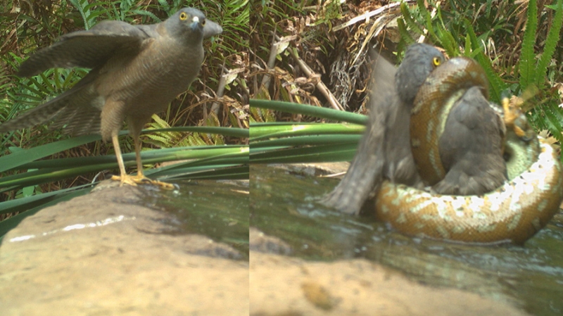 Parktaki almalar, Profesr Jenny Davis ve Doal Yaam Aratrmalar Estits, Charles Darwin niversitesi, Watarrka Orman Muhafzlar ortaklyla yrtlyor.