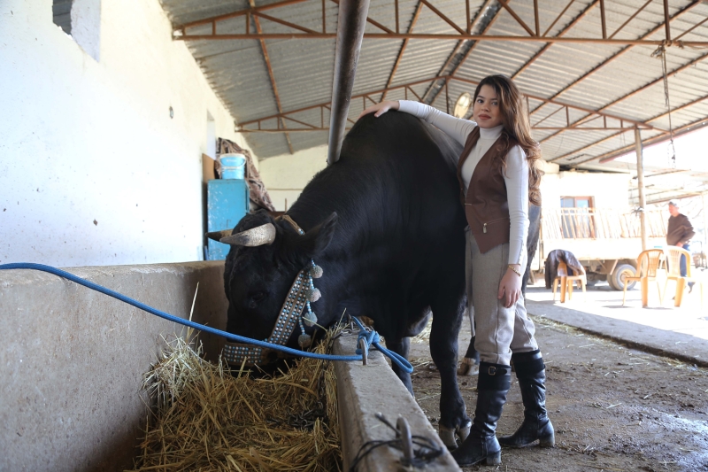 Genelde byk hayvanlar yetitirdiine iaret eden Ttnc, 'Bu ie gnl verdim. 'Beyolu' isminde bir Trkiye ampiyonu boa yetitirdim. u ana kadar katldm grelerde herhangi bir yenilgim yok. Bu benim iin gurur verici bir duygu.' ifadelerini kulland.  