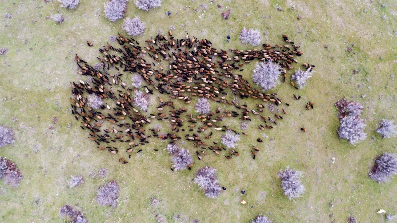 Sabah gnein douuyla meraya braklan koyunlar, otlatldktan sonra kuzularn beslemesi iin buluma alanna getiriliyor. Kaplarn almasyla kouturan kuzularn anneleriyle buluma an, renkli grntlere sahne oluyor.  