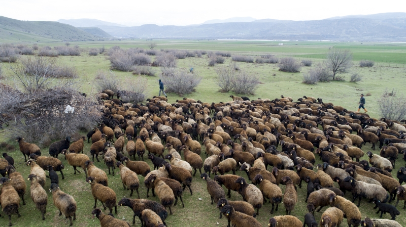 Koku ve ses sayesinde koca srde ksa srede annelerine ulaan kuzular, kana kana st emip karnn doyuruyor. Daha sonra koyun ve kuzular akam saatlerine kadar merada dolatrlyor.  
