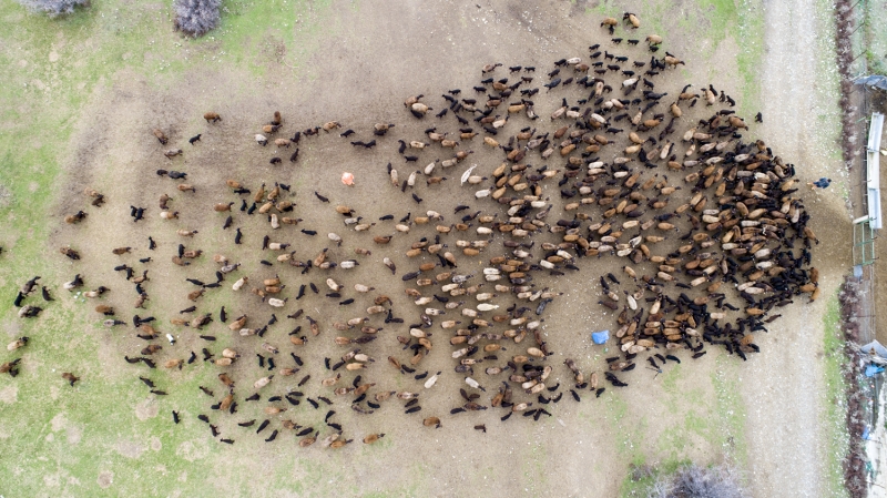 Bingl merkeze bal Dik kynde besicilik yapan Selahattin Kaysadu, AA muhabirine, hayvancln zor olduu kadar byle gzel yanlarnn da olduunu syledi.  